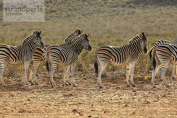 Blendung von Zebras im Naturschutzgebiet  Touws River  Westkap  Südafrika