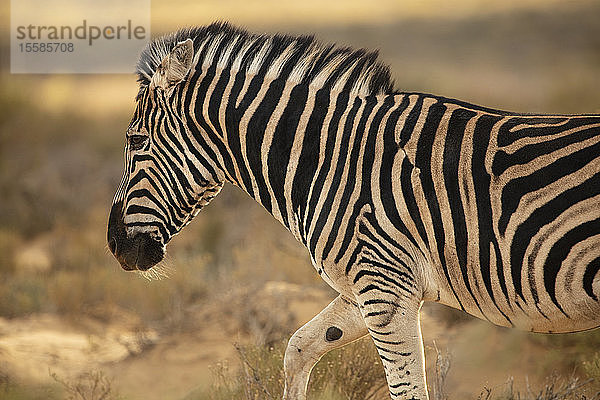 Zebra im Naturschutzgebiet  Touws River  Westkap  Südafrika