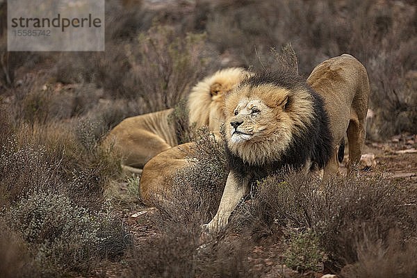 Löwenrudel rasten im Naturschutzgebiet  Touws River  Westkap  Südafrika