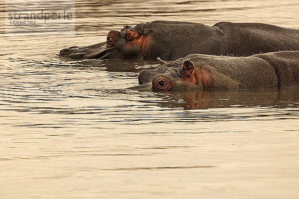 Zwei im Fluss schwimmende Flusspferde  Touws River  Westkap  Südafrika