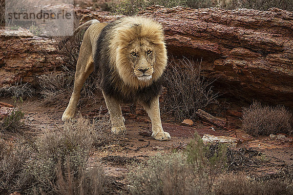 Löwe uriniert  um Territorium im Naturschutzgebiet zu markieren  Touws River  Westkap  Südafrika