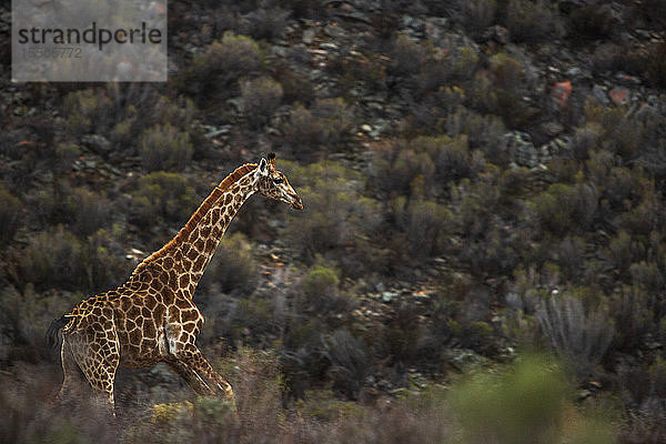 Giraffenkalb im Naturschutzgebiet  Touws River  Westkap  Südafrika