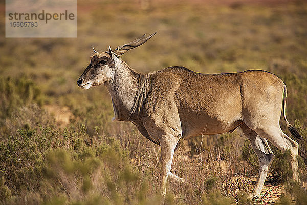 Antilope im Naturschutzgebiet  Fluss Touws  Westkap  Südafrika