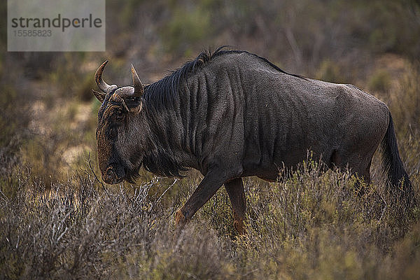 Gnus im Naturschutzgebiet  Touws River  Westkap  Südafrika