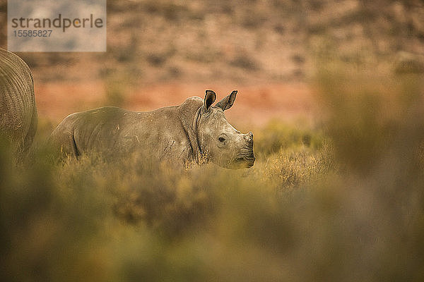 Nashornkalb im Naturschutzgebiet  Touws River  Westkap  Südafrika