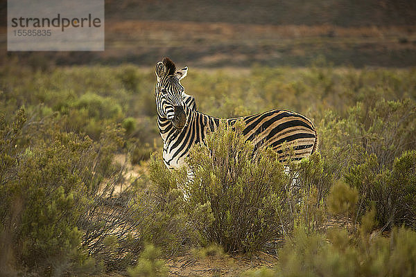 Zebra im Naturschutzgebiet  Touws River  Westkap  Südafrika