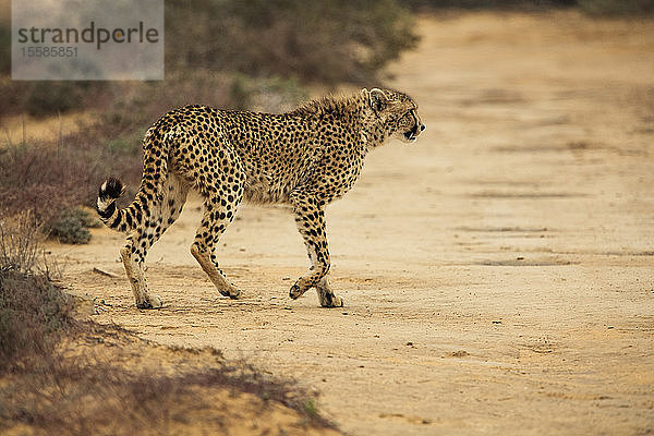 Der Gepard überquert einen Schotterweg im Naturschutzgebiet  Touws River  Westkap  Südafrika