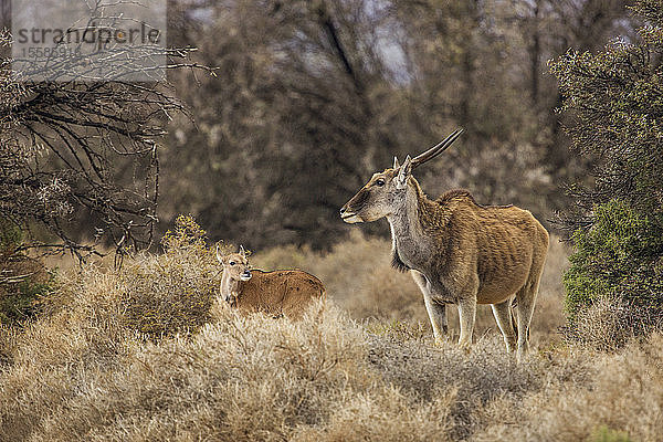 Antilope und Kalb im Naturschutzgebiet  Touws River  Westkap  Südafrika