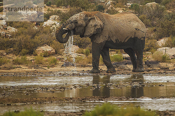 Trinkwasser für Elefanten im Fluss  Touws River  Western Cape  Südafrika