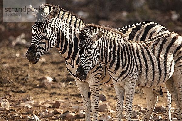 Zebra und Kalb im Naturschutzgebiet  Touws River  Westkap  Südafrika