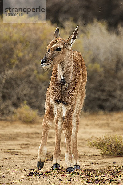 Antilopen-Kalb im Naturschutzgebiet  Touws River  Westkap  Südafrika