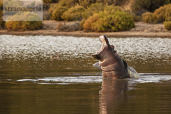 Flusspferd mit weit geöffneter Mündung im Fluss  Touws River  Westkap  Südafrika