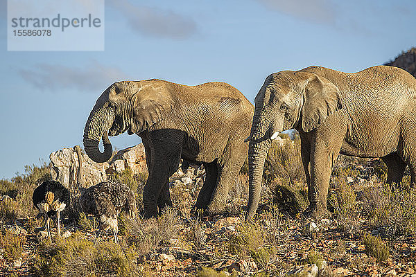 Elefanten und Strauße im Naturschutzgebiet  Touws River  Westkap  Südafrika