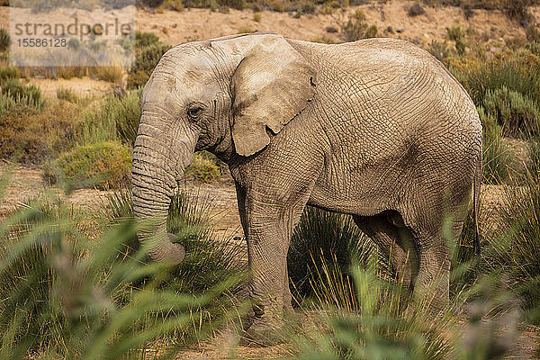 Elefanten weiden im Naturschutzgebiet  Touws River  Westkap  Südafrika