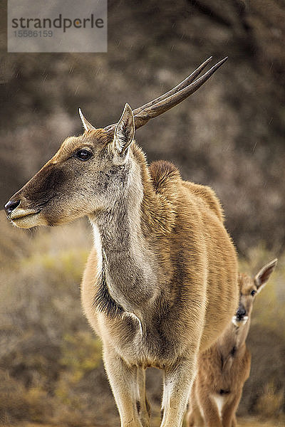 Antilope und Kalb im Naturschutzgebiet  Touws River  Westkap  Südafrika