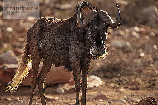 Gnus im Naturschutzgebiet  Touws River  Westkap  Südafrika