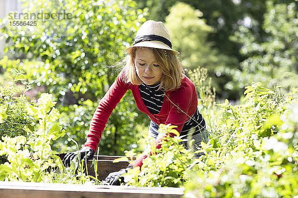 Mittelgroße erwachsene Frau kontrolliert Pflanzen in Hochbeeten in ihrem Garten