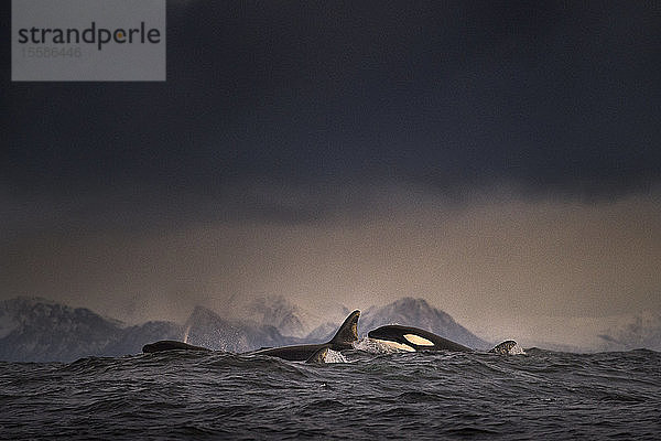 Dunkel bewölkter Himmel über den Wellen und ein Schwarm von Schwertwalen (Orca)  die die Meeresoberfläche auf den Lofoten (Norwegen) durchbrechen