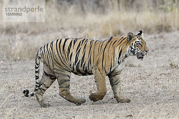Junger bengalischer Tiger (Panthera tigris tigris) beim Spaziergang  Tadoba Andhari Tiger Reserve  Bundesstaat Maharashtra  Indien