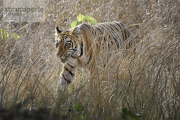 Männlicher bengalischer Tiger (Panthera tigris tigris) beim Spaziergang im Busch  Tadoba Andhari Tiger Reserve  Bundesstaat Maharashtra  Indien