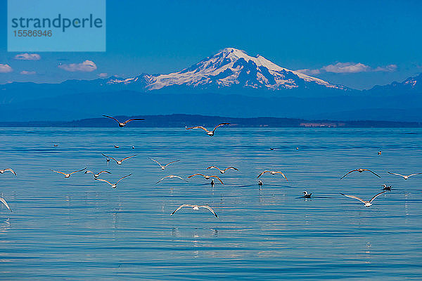 Vögel fliegen über das Wasser vor der Küste von Orcas Island mit Blick auf Mount Baker  Washington State  Vereinigte Staaten von Amerika