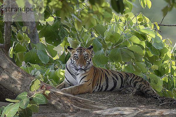 Junger bengalischer Tiger (Panthera tigris tigris)  Tadoba Andhari Tiger Reserve  Bundesstaat Maharashtra  Indien
