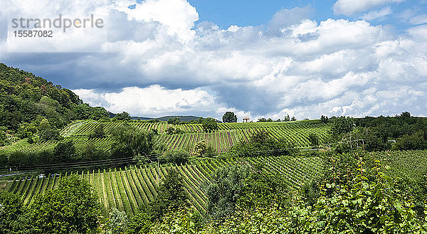 Reihen von Weinstöcken in Weinbergen  Weinbaugebiet Pfalz  Rheinland-Pfalz  Deutschland