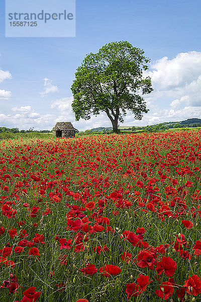 Schöne rote Mohnblumen in der Landschaft von Derbyshire  Baslow  Derbyshire  England  Vereinigtes Königreich