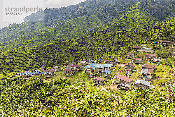 Ein lokales Dorf inmitten von Teeplantagen in den Cameron Highlands  Pahang  Malaysia