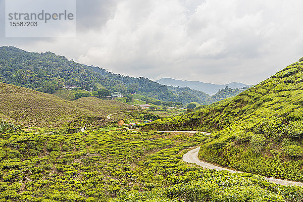 Eine Teeplantage in den Cameron Highlands  Pahang  Malaysia