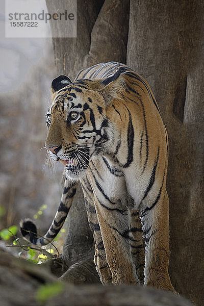 Junger bengalischer Tiger (Panthera tigris tigris)  Tadoba Andhari Tiger Reserve  Bundesstaat Maharashtra  Indien