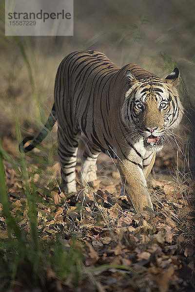 Männlicher bengalischer Tiger (Panthera tigris tigris) beim Spaziergang im Wald  Bandhavgarh National Park  Madhya Pradesh  Indien