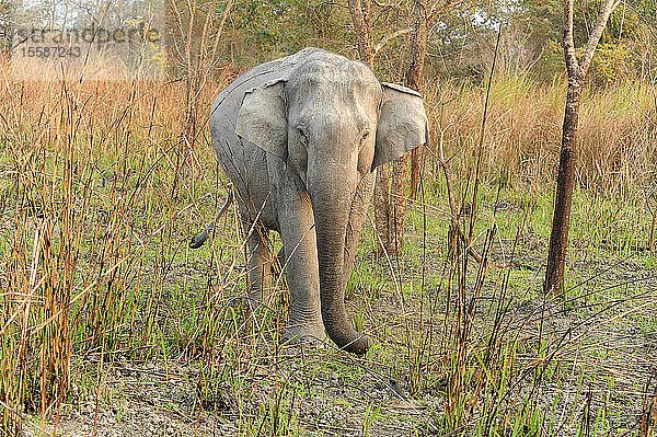 Junger wilder Elefant auf der Wiese im Kaziranga-Nationalpark  Assam  Indien