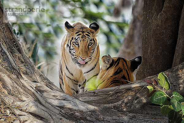 Zwei junge bengalische Tiger (Panthera tigris tigris)  Tadoba Andhari Tiger Reserve  Bundesstaat Maharashtra  Indien