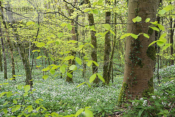 Blühender Bärlauch in einem Laubwald im Frühling  Looe  Cornwall  England  Vereinigtes Königreich