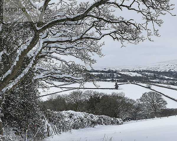 Schneebedeckte Dartmoor-Landschaft im Winter bei South Tawton  Devon  England  Vereinigtes Königreich
