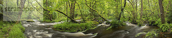 Der Fluss Teign in voller Flut im Frühling  Dartmoor  Devon  England  Vereinigtes Königreich