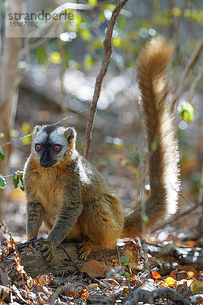 Rotstirnlemur (Eulemur rufifrons) weiblich  Reserve Forestiere de Kirindy  Kirindy Forest  West-Madagaskar  Afrika