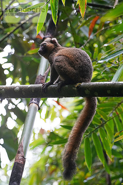 Großer Bambuslemur (Prolemur simus)  Parc National de Ranomafana  Ranomafana  Zentral-Madagaskar  Afrika