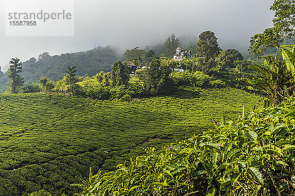 Eine Teeplantage in den Cameron Highlands  Pahang  Malaysia