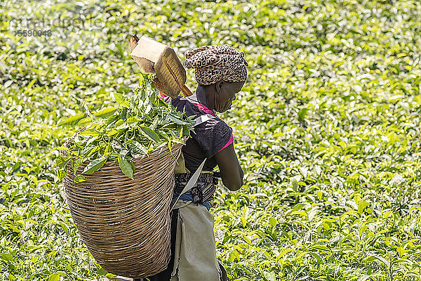 Frau bei der Teeernte in einer Plantage  Kibale-Nationalpark; Westliche Region  Uganda