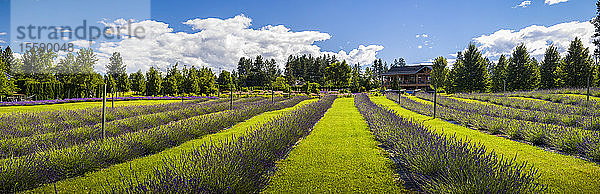Panoramabild einer Lavendelfarm im Okanagan Valley; British Columbia  Kanada