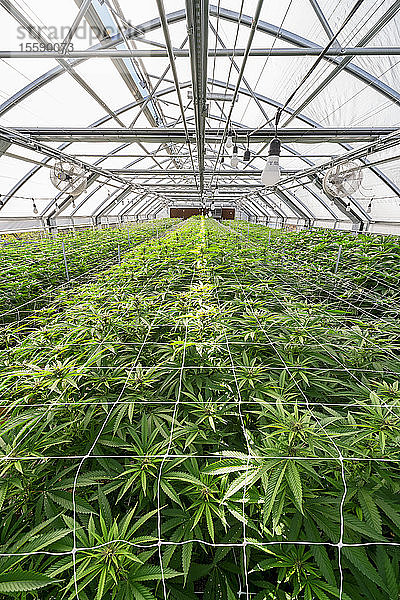 Cannabispflanzen im frühen Blühstadium in einem Gewächshaus bei natürlicher Beleuchtung; Cave Junction  Oregon  Vereinigte Staaten von Amerika