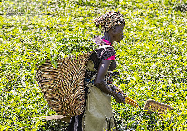 Frau bei der Teeernte in einer Plantage  Kibale-Nationalpark; Westliche Region  Uganda