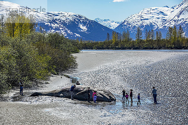 Besucher halten bei einem gestrandeten Grauwal (Eschrichtius robustus) in der Nähe von Portage  Alaska in Süd-Zentral-Alaska. Der Wal wurde aus dem Turnagain Arm in den Placer River gespült  wo er strandete; Alaska  Vereinigte Staaten von Amerika