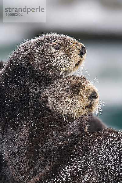 Close Up View Of Sea Otters Huddled Together  Prince William Sound  Southcentral Alaska  Winter