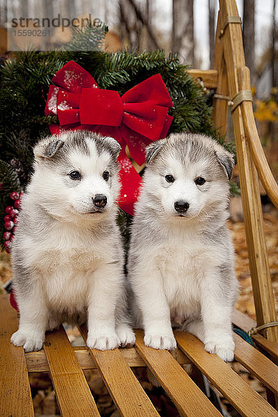 Siberian-Husky-Welpen in traditionellem hölzernen Hundeschlitten mit Weihnachtskranz  Alaska