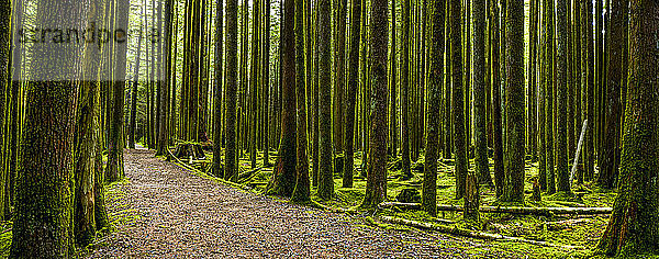 Pfad durch den Regenwald im Golden Ears Provincial Park; British Columbia  Kanada