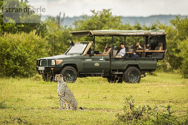 Gepard (Acinonyx jubatus) sitzt im Gras mit Safarifahrzeug und Touristen dahinter  Cottar's 1920s Safari Camp  Maasai Mara National Reserve; Kenia