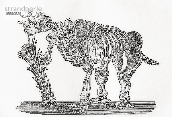 Skelett eines Megathariums. Aus The World's Foundations or Geology for Beginners  veröffentlicht 1883.